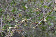 Clematis quadribracteolata