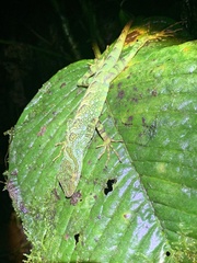 Anolis aequatorialis
