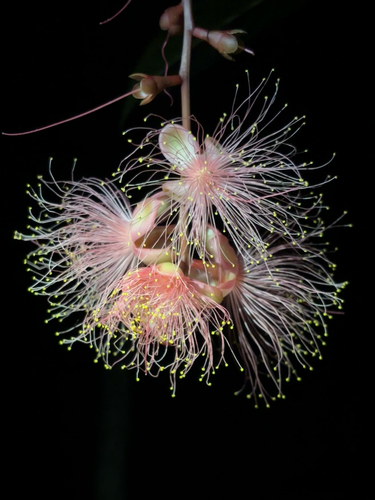 Lecythidaceae