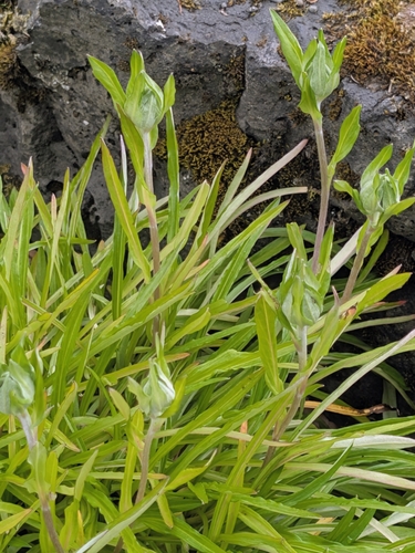 Leontopodium japonicum iNat (3)