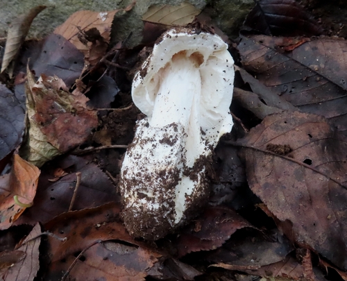 Destroying Angel
