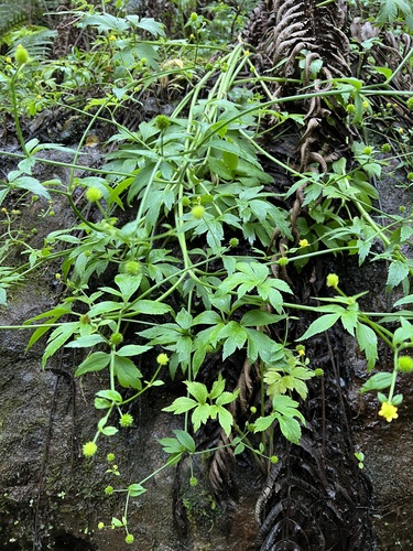 Ranunculus mauiensis observed 2023-07-12