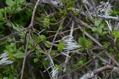 Clematis quadribracteolata