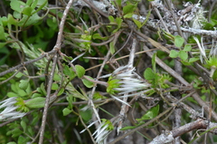 Clematis quadribracteolata