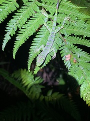 Anolis gemmosus