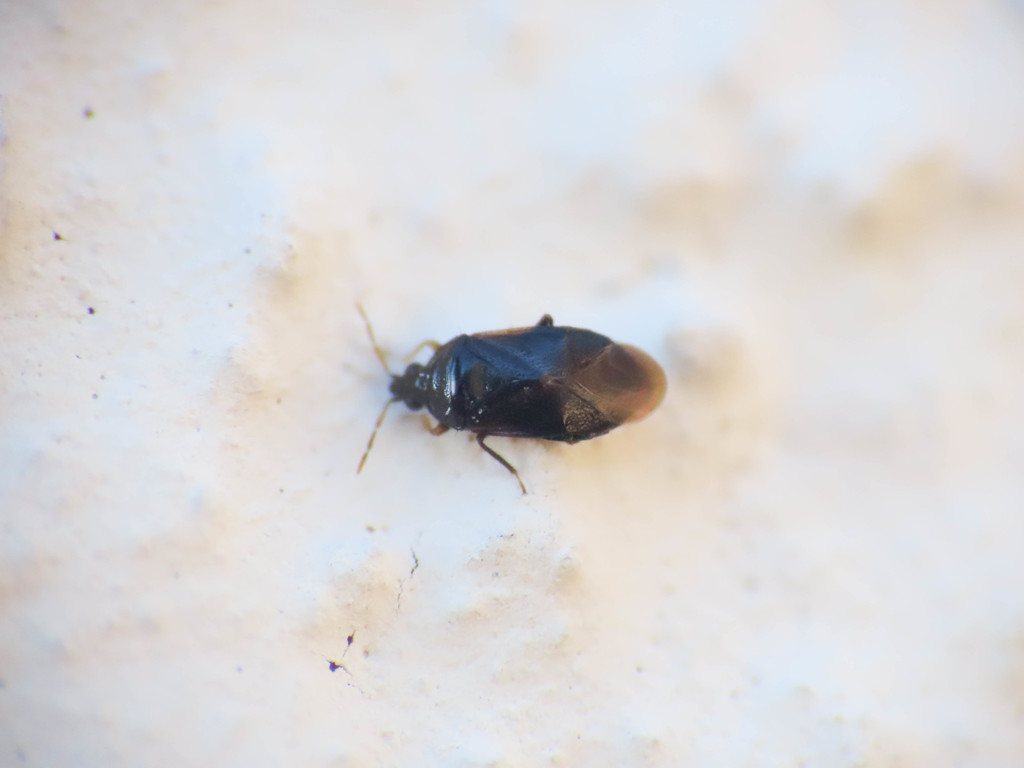Cardiastethus nazarenus