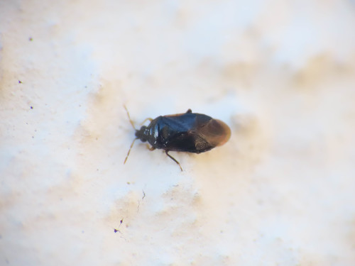 Cardiastethus nazarenus