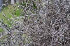 Helichrysum dimorphum