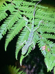 Anolis gemmosus