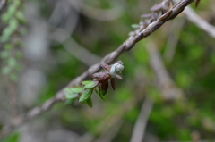 Helichrysum dimorphum