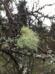 Usnea flavocardia