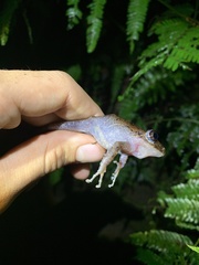 Pristimantis labiosus