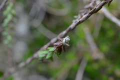 Helichrysum dimorphum