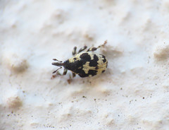 Ceutorhynchini