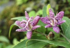 Tricyrtis hirta