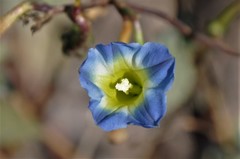 Ipomoea cardiophylla