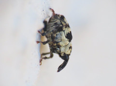 Ceutorhynchini
