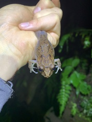 Pristimantis labiosus