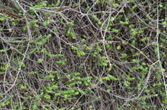 Helichrysum dimorphum