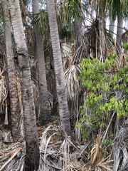 Livistona decora