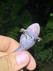 Pristimantis labiosus