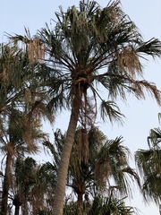 Livistona decora