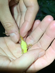 Dendropsophus carnifex