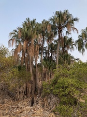 Livistona decora