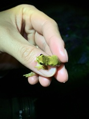 Dendropsophus carnifex