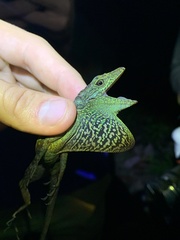 Anolis aequatorialis