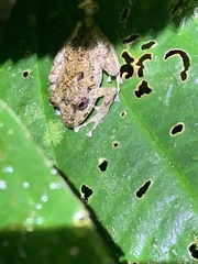 Pristimantis labiosus