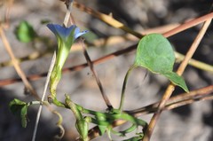 Ipomoea cardiophylla