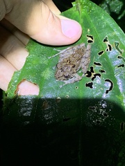 Pristimantis labiosus