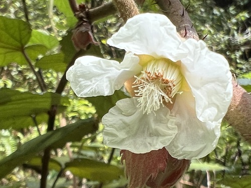 Rubus sieboldii observed 2025-09-04