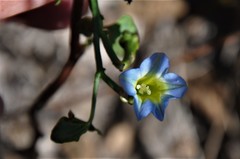Ipomoea cardiophylla