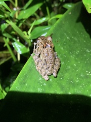 Pristimantis labiosus