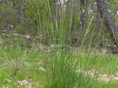 Piptochaetium avenaceum