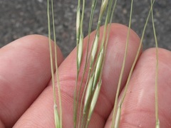 Piptochaetium avenaceum