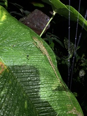 Anolis aequatorialis