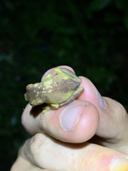 Dendropsophus carnifex