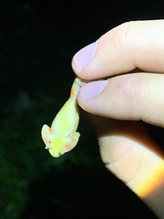 Dendropsophus carnifex