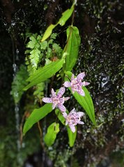 Tricyrtis hirta