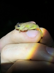 Dendropsophus carnifex