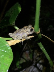 Pristimantis labiosus