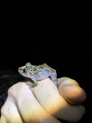 Pristimantis labiosus