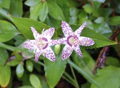 Tricyrtis affinis