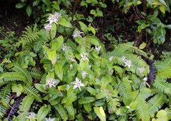 Tricyrtis affinis