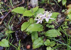 Tricyrtis affinis