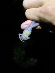 Pristimantis labiosus