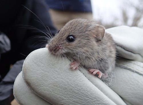 Western Harvest Mouse